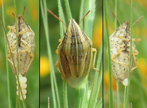 Réf. 283 185 : Aelia acuminata